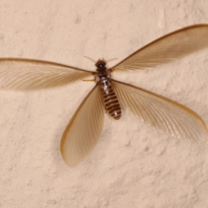 Flying ants