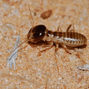 Harvest termites