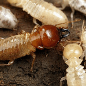 Termite pest control