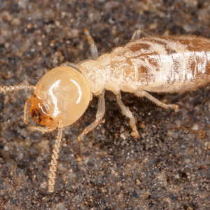 White ants