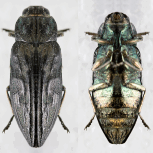 Wood borers