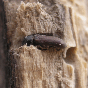 wood destroying insects